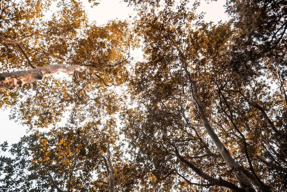 couleurs saison