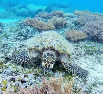 Escapade paradisiaque : tout ce qu'il faut savoir sur l'île Gili