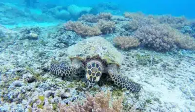 Escapade paradisiaque : tout ce qu'il faut savoir sur l'île Gili